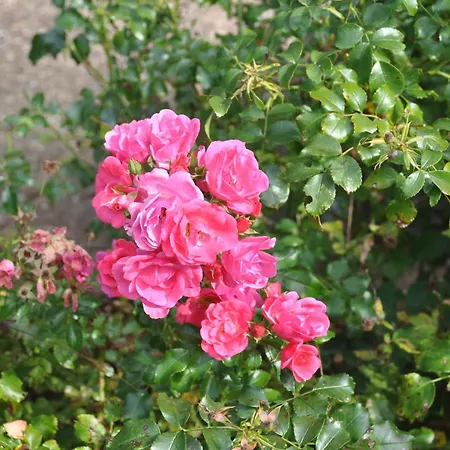 2-zimmer Mit Terrasse, Fernblick, Natur, Ruhig - Apartamento