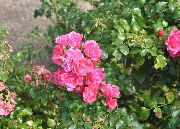 2-zimmer Mit Terrasse, Fernblick, Natur, Ruhig - Apartman